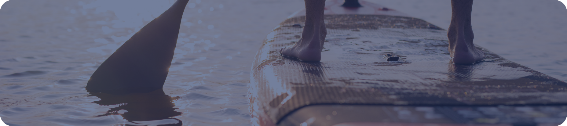 paddle