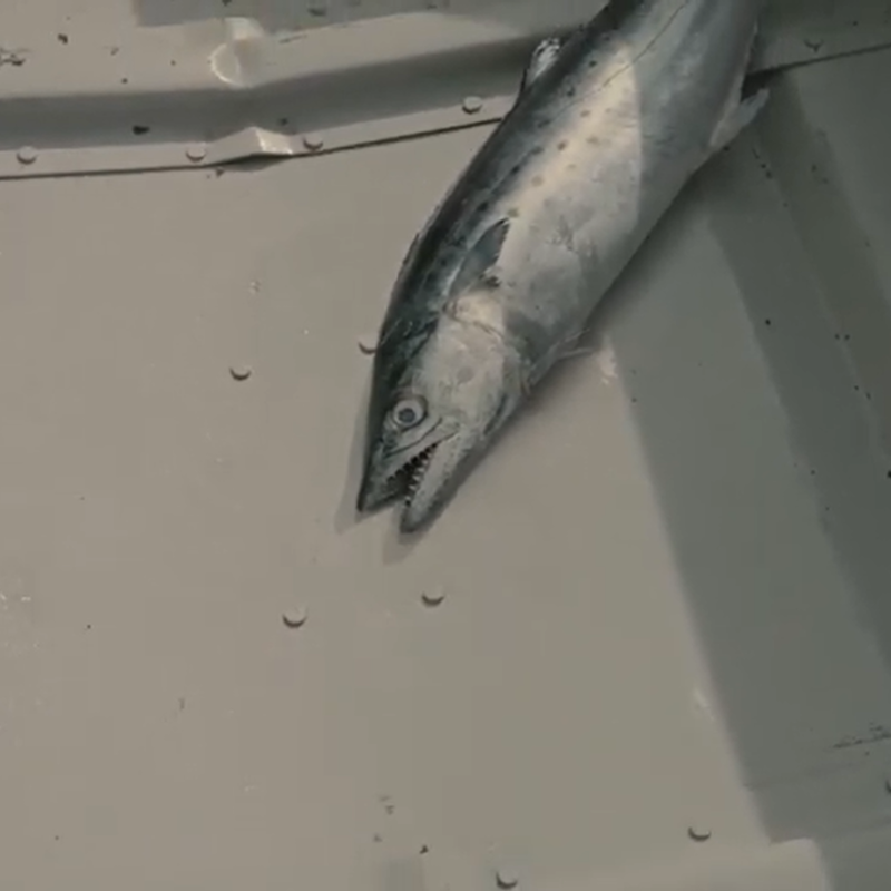 Fish on the floor of a rowboat